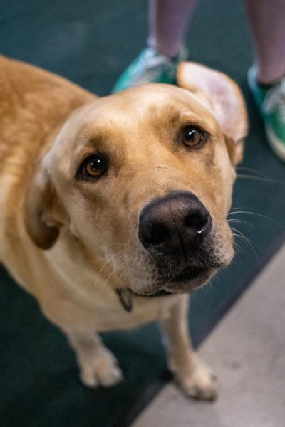 Waiting for a treat, school service dog Wayne smiles at the camera. During school, students such as freshman Rae Humphrey enjoy visiting Wayne to improve their mood. “[I like to come see Wayne] because when I’m having a bad day, he boosts my serotonin,” Humphrey said. 
