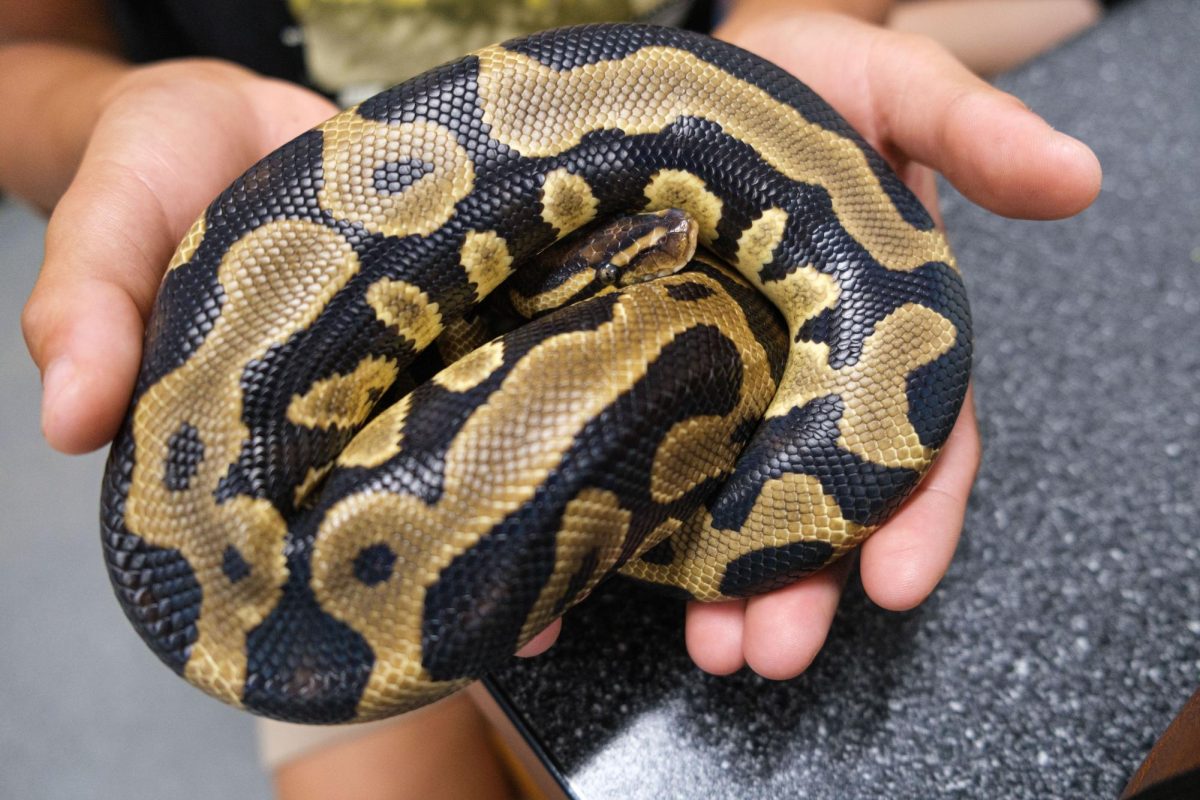 Jane Goodall, the recently escaped snake rests in the hands of one of science teacher Julie Schwarting’s students. Goodall is a ball python that is 2 feet long.