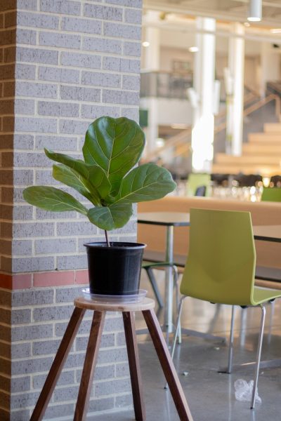 Placed off to the side of the commons, a fiddle-leaf fig resides to beautify the school.